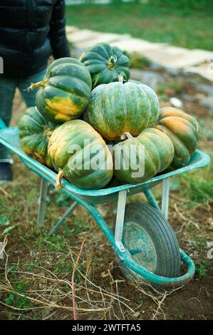 Eine Vielzahl frischer, gesunder grüner und orangener Kürbisse in einer Schubkarre auf einem Feld Stockfoto
