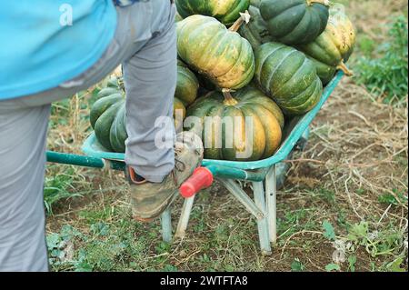 Eine Vielzahl von Kürbissen in einer Schubkarre Stockfoto
