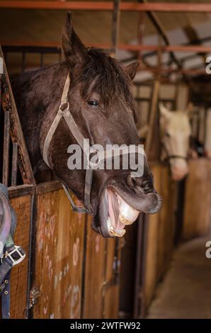 Pferdeporträt, Kopfschuss, im Stall, lachendes Pferd im Stall Stockfoto