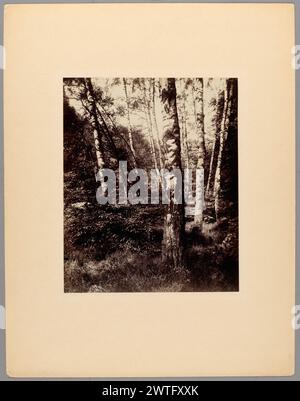 Parc de Saint-Cloud. Eugène Atget, Fotograf (Französisch, 1857 – 1927) 1919–1921 Blick auf Bäume und Gras in einem Wald. (Verso, Mount) obere Mitte, in Tinte: 'Parc St Cloud'; (Verso, Mount) oben rechts, in Tinte: '926'; (Verso, Mount) Montage) untere Mitte, im Bleistift: 'PF 25578'; (Verso, Befestigung) untere Mitte, im Bleistift: 'TW 840507'; (Verso, Befestigung) unten rechts, im Bleistift: '2'. Stockfoto