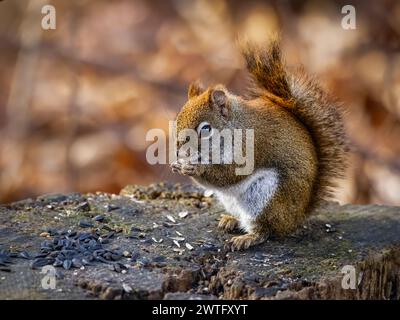 Ein amerikanisches Rotes Eichhörnchen, auch bekannt als Kiefernhörnchen, steht auf einem alten Baumstumpf und isst Sonnenblumenkerne. Stockfoto