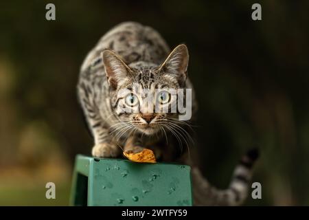 Eine junge gestreifte Katze, die draußen im Park spielt Stockfoto