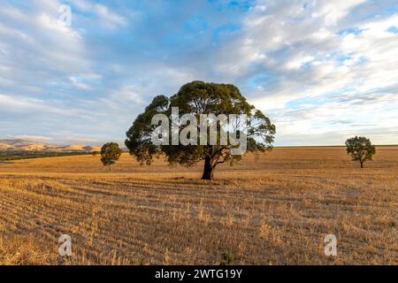 Südaustralische Landschaft, trockene Weizenfelder im Barossa Valley in der Nähe von Tanunda, blaue Stunde vor Sonnenuntergang, landschaftlich reizvolle ausblicke, 2024 Stockfoto