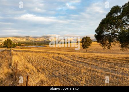 Südaustralische Landschaft, trockene Weizenfelder im Barossa Valley in der Nähe von Tanunda, blaue Stunde vor Sonnenuntergang, landschaftlich reizvolle ausblicke, 2024 Stockfoto