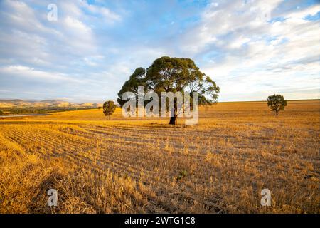 Südaustralische Landschaft, trockene Weizenfelder im Barossa Valley in der Nähe von Tanunda, blaue Stunde vor Sonnenuntergang, landschaftlich reizvolle ausblicke, 2024 Stockfoto