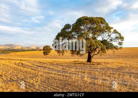 Südaustralische Landschaft, trockene Weizenfelder im Barossa Valley in der Nähe von Tanunda, blaue Stunde vor Sonnenuntergang, landschaftlich reizvolle ausblicke, 2024 Stockfoto