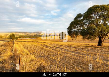 Südaustralische Landschaft, trockene Weizenfelder im Barossa Valley in der Nähe von Tanunda, blaue Stunde vor Sonnenuntergang, landschaftlich reizvolle ausblicke, 2024 Stockfoto