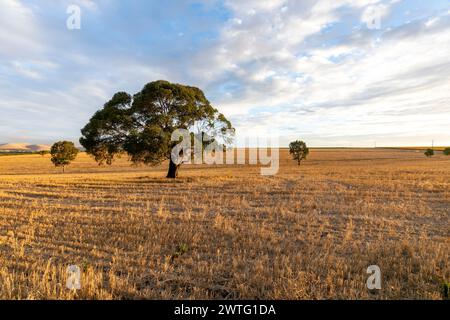 Südaustralische Landschaft, trockene Weizenfelder im Barossa Valley in der Nähe von Tanunda, blaue Stunde vor Sonnenuntergang, landschaftlich reizvolle ausblicke, 2024 Stockfoto