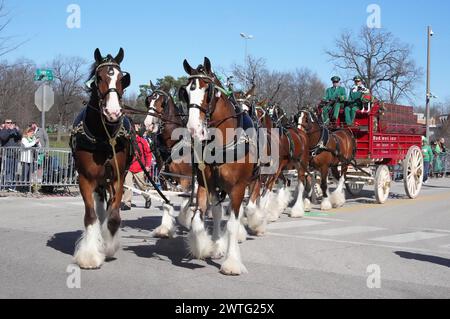 St. Louis, Usa. März 2024. Die Budweiser Clydesdales beginnen mit der jährlichen Parade des Alten Ordens der Hibernians auf St. Patricks Day in St. Louis am Sonntag, 17. März 2024. Foto: Bill Greenblatt/UPI Credit: UPI/Alamy Live News Stockfoto