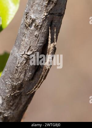 Madagaskar Netzspinnen, Deinopis madagascariensis, Isalo Nationalpark, Madagaskar Stockfoto