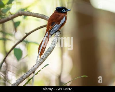 Fliegenfänger im madagassischen Paradies, Terpsiphone mutata, Isalo Nationalpark, Madagaskar Stockfoto