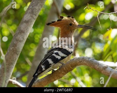 Madagaskar-Wiedehopf, Upupa Marginata Isalo Nationalpark, Madagaskar Stockfoto