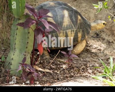 Strahlschildkröte, Astrochelys radiata, Le Jardin du Roy, Ranohira, Madagaskar Stockfoto