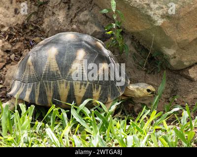 Strahlschildkröte, Astrochelys radiata, Le Jardin du Roy, Ranohira, Madagaskar Stockfoto