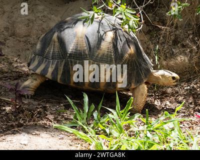 Strahlschildkröte, Astrochelys radiata, Le Jardin du Roy, Ranohira, Madagaskar Stockfoto