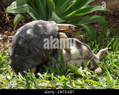 Gestrahlte Schildkröten, Astrochelys radiata, Paarung, Le Jardin du Roy, Ranohira, Madagaskar Stockfoto