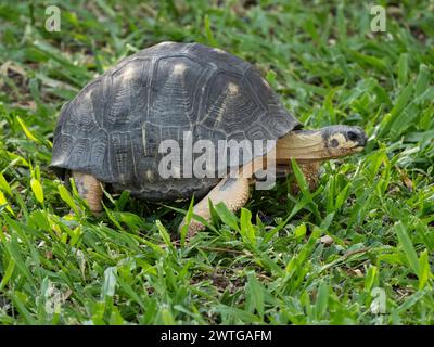 Strahlschildkröte, Astrochelys radiata, Le Jardin du Roy, Ranohira, Madagaskar Stockfoto