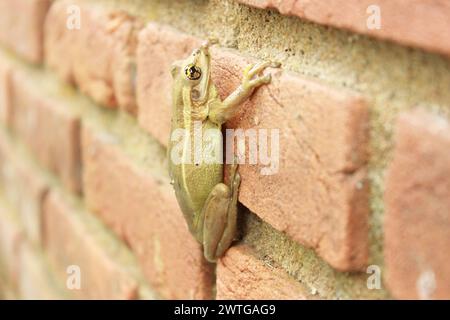 Treefrog Trachycephalus Mesophaeus, bekannt als Goldener Treefrog oder Sticky Treefrog. Amphibienarten der Familie Hylidae. Über eine Ziegelmauer. Stockfoto