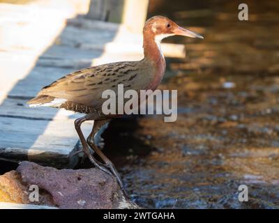 Weißkehlenschiene, Dryolimnas cuvieri, Le Jardin du Roy, Ranohira, Madagaskar Stockfoto