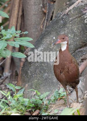 Weißkehlenschiene, Dryolimnas cuvieri, Le Jardin du Roy, Ranohira, Madagaskar Stockfoto