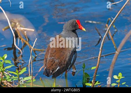 Common Gallinule am Rande eines Marsches im Brazos Bend State Park in Texas Stockfoto