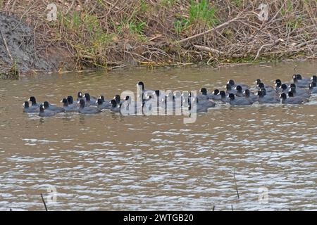 Eine große Gruppe amerikanischer Coots in einem Wildlife Refuge im Ted Shanks Wildlife Management Area in Missouri Stockfoto