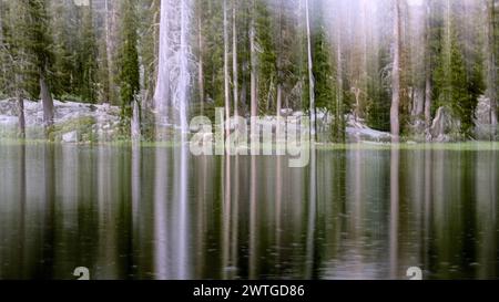 Bäume und die Reflexion im Maude Lake California. Stockfoto