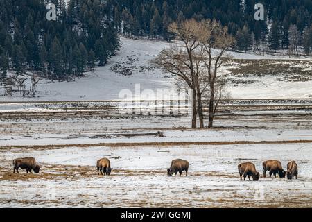 LAMAR VALLEY YELLOWSTONE-NATIONALPARK WYOMING USA Stockfoto