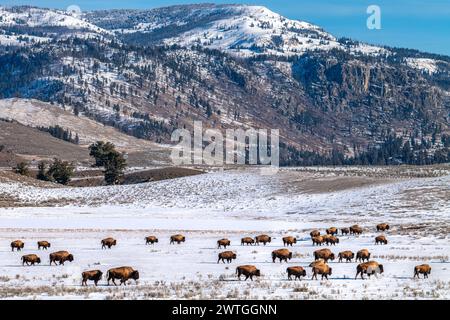 BISONHERDE LAMAR VALLEY YELLOWSTONE-NATIONALPARK WYOMING USA Stockfoto