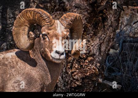 DICKHORNSCHAFE LAMAR VALLEY YELLOWSTONE-NATIONALPARK WYOMING USA Stockfoto