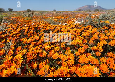 Farbenfrohe, blühende Namaqualand-Gänseblümchen (Dimorphotheca sinuata), Nordkap, Südafrika Stockfoto