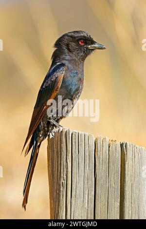 Ein Gabelschwanzdrongo (Dicrurus adsimilis), der auf einem Stumpf in Südafrika thront Stockfoto