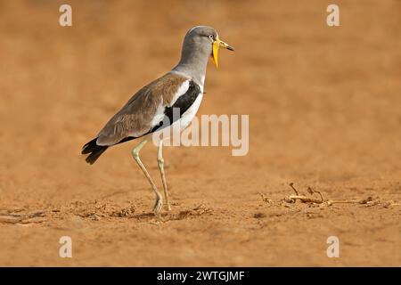 Weißgekrönter Kiebitz (Vanellus albiceps) in natürlichem Lebensraum, Kruger-Nationalpark, Südafrika Stockfoto