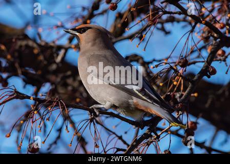 Böhmische Wachsflügel in Boise Idaho Stockfoto