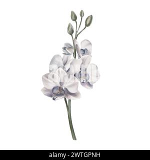 Weiße Orchideenblume tropische Pflanzen, Orchideenzweig, Aquarellillustration, botanisches Gemälde, Grußkartenrahmen Randblumen, Orchideen und Stockfoto