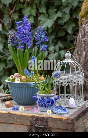 Frühlingsgartenanlage mit Traubenhyazinthen und Hyazinthen in Vintage-Töpfen Stockfoto