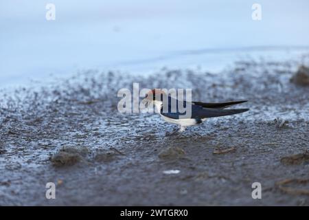 Die Hirundo smithii ist ein kleiner Passerinvogel aus der Familie der Schwalben. Dieses Foto wurde im Kruger-Nationalpark in Südafrika aufgenommen. Stockfoto