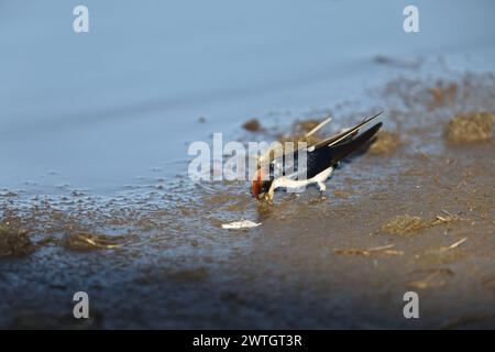 Die Hirundo smithii ist ein kleiner Passerinvogel aus der Familie der Schwalben. Dieses Foto wurde im Kruger-Nationalpark in Südafrika aufgenommen. Stockfoto