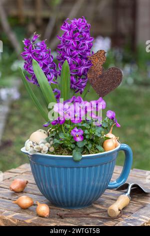 Violette Bratschenblüte und Hyazinthen im Porzellantopf im Garten Stockfoto