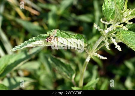 Blick von oben auf eine hoverfly, die auf einem Pflanzenblatt sitzt. Stockfoto
