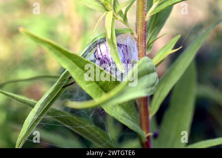 Die weibliche Spinne mit einem Kokon um sie herum verwickelte die Blätter mit einem Netz und fand sich in der Mitte des Nestes wieder. Stockfoto