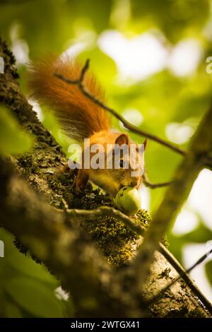 Ein Eichhörnchen, das auf Ästen thront und an einer Nuss knabbert. Stockfoto