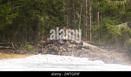 Ein Holzhaufen im Wald mit Bäumen im Hintergrund. Stockfoto