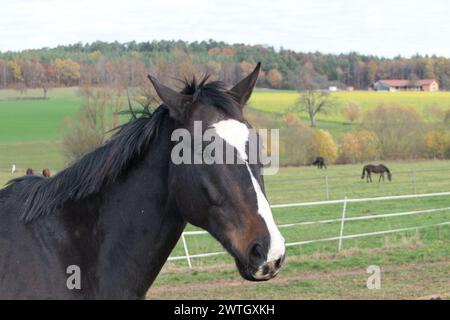 Ein schwarz-weißes Pferd auf einer umzäunten Weide mit anderen Tieren auf grünem Gras. Stockfoto