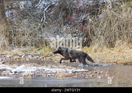 Grauwolf Canis Lupus, Erwachsener läuft im Fluss, Montana, USA, März Stockfoto
