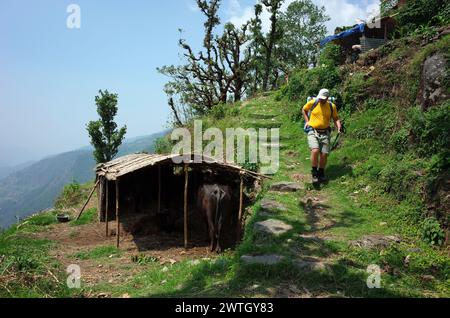 Trekking im Himalaya in Nepal. Männliche Touristen wandern auf dem grünen Pfad neben dem Büffelfarm Haus. Unterer Teil der Everest-Wanderung - Weg zwischen Jiri und Lukla Stockfoto