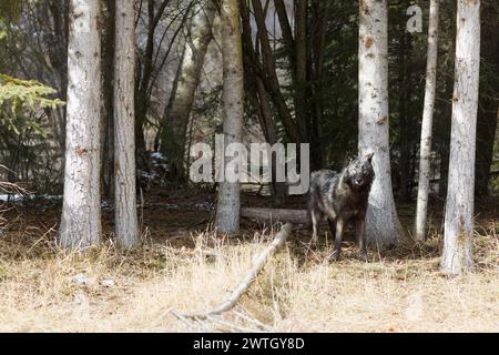 Grauer Wolf Canis Lupus, Erwachsener stehend am Waldrand, Montana, USA, März Stockfoto