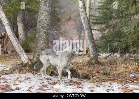 Grauer Wolf Canis Lupus, Erwachsener stehend am Waldrand, Montana, USA, März Stockfoto