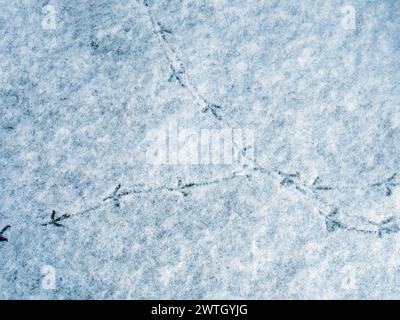 Vogelfußspuren auf weißem Schnee Stockfoto