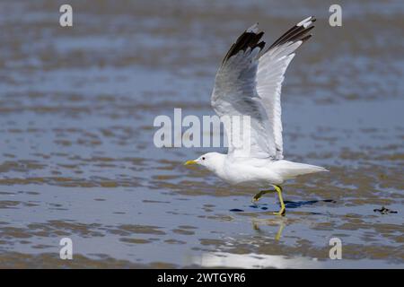 Eine Möwe an einem Strand in Nordfrankreich an einem sonnigen Sommertag Stockfoto